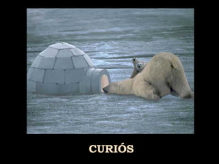 CURIÓS