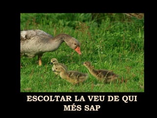 ESCOLTAR LA VEU DE QUI
MÉS SAP