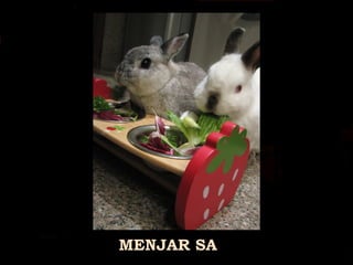 MENJAR SA