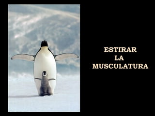 ESTIRAR
LA
MUSCULATURA