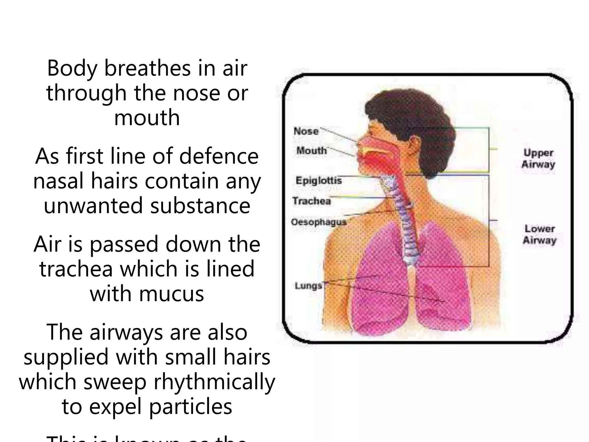 Body breathes in air
through the nose or
mouth
As first line of defence
nasal hairs contain any
unwanted substance
Air is passed down the
trachea which is lined
with mucus
The airways are also
supplied with small hairs
which sweep rhythmically
to expel particles
Respiratory system
 