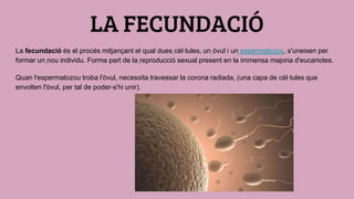 LA FECUNDACIÓ
La fecundació és el procés mitjançant el qual dues cèl·lules, un òvul i un espermatozou, s'uneixen per
forma...