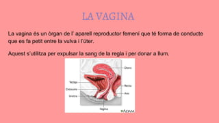 LA VAGINA
La vagina és un òrgan de l’ aparell reproductor femení que té forma de conducte
que es fa petit entre la vulva i...