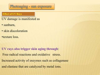 UV damage is manifested as
• sunburn,
• skin discoloration
•texture loss.
UV rays also trigger skin aging through:
Free radical reactions and oxidative stress.
Increased activity of enzymes such as collagenase
and elastase that are catalyzed by metal ions.
Effect of UV Rays
Photoaging - sun exposure
 