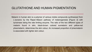 GLUTATHIONE AND HUMAN PIGMENTATION
Melanin in human skin is a polymer of various indole compounds synthesized from
L-tyrosine by the Raper–Mason pathway of melanogenesis [Figure 2] with
tyrosinase being the rate limiting enzyme. The ratio of the two different types of
melanin found in skin, black-brown colored eumelanin and yellow-red
pheomelanin, determines the skin colour. An increased proportion of pheomelanin
is associated with lighter skin colour.
 