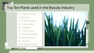 Top Ten Plants used in the Beauty Industry
 