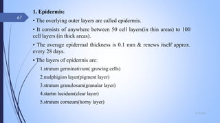 1. Epidermis:
• The overlying outer layers are called epidermis.
• It consists of anywhere between 50 cell layers(in thin areas) to 100
cell layers (in thick areas).
• The average epidermal thickness is 0.1 mm & renews itself approx.
every 28 days.
• The layers of epidermis are:
1.stratum germinativum( growing cells)
2.malphigion layer(pigment layer)
3.stratum granulosum(granular layer)
4.startm lucidum(clear layer)
5.stratum corneum(horny layer)
09-02-2022
67
 