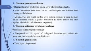 1. Stratum granulosum/basale
• Deepest layer of epidermis, single layer of cube shaped cells.
• New epidermal skin cells called keratinocytes are formed here
through cell division.
• Melanocytes are found in this layer which contains a skin pigment
called melanin which is photo protective & helps protect the skin
against ultraviolet radiation (sun exposure).
2. Stratum spinosum or Malphigion layer
• It is also called prickle cell layer.
• Composed of 7-8 layers of polygonal keratinocytes, where the
keratinocytes begin to become flattened.
3. Stratum granulosum
• Third layer of epidermis
09-02-2022
68
 