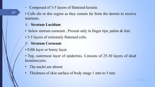 • Composed of 3-5 layers of flattened keratin.
• Cells die in this region as they remain far from the dermis to receive
nutrients.
4. Stratum Lucidum
• below startum corneum , Present only in finger tips, palms & feet.
• 3-5 layers of extremely flattened cells.
5. Stratum Corneum
• Fifth layer or horny layer.
• Top, outermost layer of epidermis. Consists of 25-30 layers of dead
keratinocytes.
• The nuclei are absent
• Thickness of skin surface of body range 1 mm to 5 mm
09-02-2022
69
 
