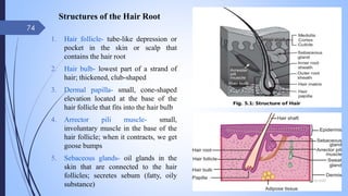 Structures of the Hair Root
1. Hair follicle- tube-like depression or
pocket in the skin or scalp that
contains the hair root
2. Hair bulb- lowest part of a strand of
hair; thickened, club-shaped
3. Dermal papilla- small, cone-shaped
elevation located at the base of the
hair follicle that fits into the hair bulb
4. Arrector pili muscle- small,
involuntary muscle in the base of the
hair follicle; when it contracts, we get
goose bumps
5. Sebaceous glands- oil glands in the
skin that are connected to the hair
follicles; secretes sebum (fatty, oily
substance)
09-02-2022
74
 