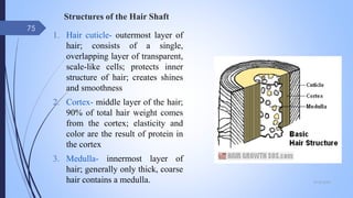 Structures of the Hair Shaft
1. Hair cuticle- outermost layer of
hair; consists of a single,
overlapping layer of transparent,
scale-like cells; protects inner
structure of hair; creates shines
and smoothness
2. Cortex- middle layer of the hair;
90% of total hair weight comes
from the cortex; elasticity and
color are the result of protein in
the cortex
3. Medulla- innermost layer of
hair; generally only thick, coarse
hair contains a medulla. 09-02-2022
75
 