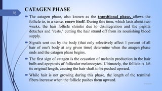 CATAGEN PHASE
 The catagen phase, also known as the transitional phase, allows the
follicle to, in a sense, renew itself. During this time, which lasts about two
weeks, the hair follicle shrinks due to disintegration and the papilla
detaches and "rests," cutting the hair strand off from its nourishing blood
supply.
 Signals sent out by the body (that only selectively affect 1 percent of all
hair of one's body at any given time) determine when the anagen phase
ends and the catagen phase begins.
 The first sign of catagen is the cessation of melanin production in the hair
bulb and apoptosis of follicular melanocytes. Ultimately, the follicle is 1/6
its original length, causing the hair shaft to be pushed upward.
 While hair is not growing during this phase, the length of the terminal
fibers increase when the follicle pushes them upward.
09-02-2022
78
 