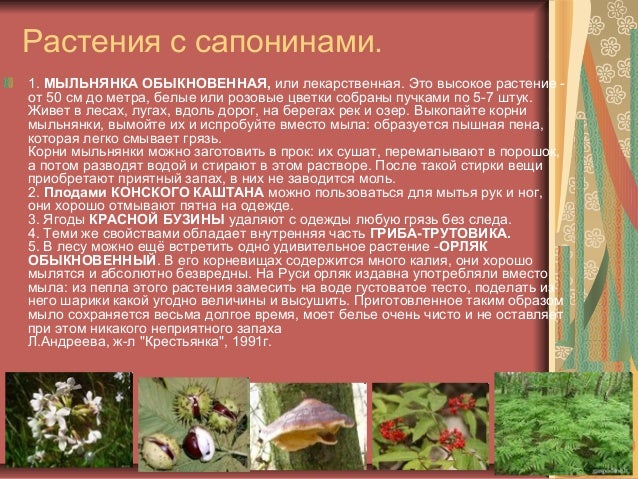 Веялка для кедровых орех своими руками фото 942
