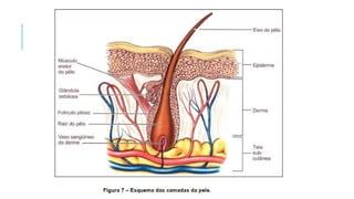 COSMETOLOGIA, fundamentos básicos e salutares pptx