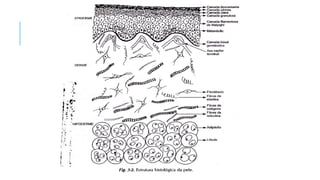 COSMETOLOGIA, fundamentos básicos e salutares pptx