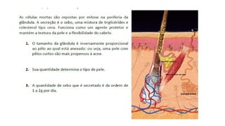 COSMETOLOGIA, fundamentos básicos e salutares pptx