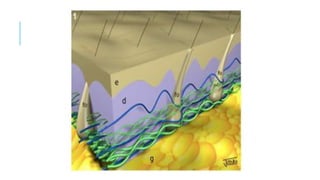 COSMETOLOGIA, fundamentos básicos e salutares pptx