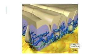 COSMETOLOGIA, fundamentos básicos e salutares pptx