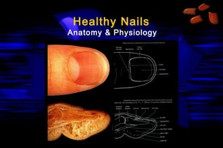 Healthy Nails

Anatomy & Physiology

 