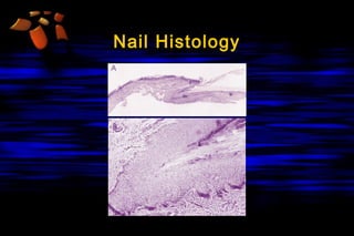 Nail Histology

 