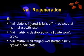 Nail Regeneration
If:
 Nail plate is injured & falls off→ replaced at
normal growth rate.
 Nail matrix is destroyed→ nail plate won’t
grow.
 Nail matrix is damaged →distorted newly
growing nail plate.

 