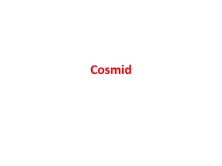 Cosmid
 