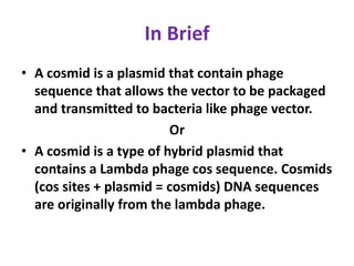 In Brief
• A cosmid is a plasmid that contain phage
sequence that allows the vector to be packaged
and transmitted to bacteria like phage vector.
Or
• A cosmid is a type of hybrid plasmid that
contains a Lambda phage cos sequence. Cosmids
(cos sites + plasmid = cosmids) DNA sequences
are originally from the lambda phage.
 