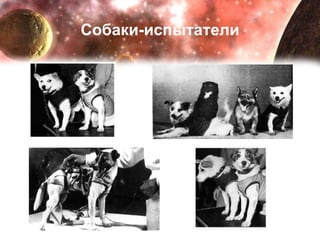 Собаки-испытатели 