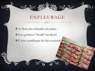 ENFLEURAGE
As flores são colocadas em caixas .
Essa gordura é "lavada" em álcool.
É feita a purificação do óleo essencial.
 