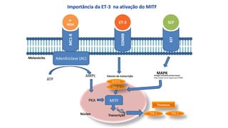 Importância da ET-3 na ativação do MITF
MC1-R
α-
MSH
Adenilciclase (AC)
ATP
AMPc
Tirosinase
TPR-2
TPR-1
MITF
mitogen activated protein kinase
http://www.omim.org/entry/176948
PKA
KIT
SCF
MAPK
Núcleo
Melanócito
Transcrição
EDNRB
ET-3
PAX-3
SOX10
Fatores de transcrição
 