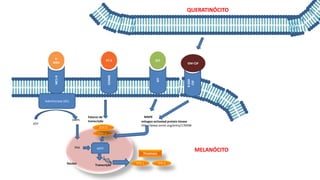 MC1-R
α-
MSH
Adenilciclase (AC)
ATP
AMPc
Tirosinase
TPR-2
TPR-1
MITF
mitogen activated protein kinase
http://www.omim.org/entry/176948
PKA
KIT
SCF
MAPK
Núcleo
MELANÓCITO
Transcrição
EDNRB
ET-3
PAX-3
SOX10
Fatores de
transcrição
R-GM-
CSF
GM-CSF
QUERATINÓCITO
 