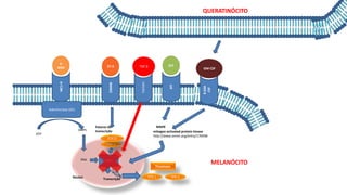 MC1-R
α-
MSH
Adenilciclase (AC)
ATP
AMPc
Tirosinase
TPR-2
TPR-1
MITF
mitogen activated protein kinase
http://www.omim.org/entry/176948
PKA
KIT
SCF
MAPK
Núcleo
MELANÓCITO
Transcrição
EDNRB
ET-3
PAX-3
SOX10
Fatores de
transcrição
R-GM-
CSF
GM-CSF
QUERATINÓCITO
TGFbRII
TGF β
 