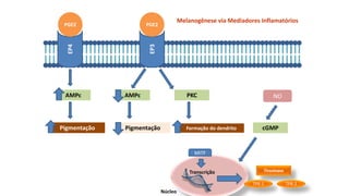 EP4
EP3
PGE2 PGE2
AMPc
Pigmentação
AMPc
Pigmentação
PKC
Formação do dendrito
Tirosinase
TPR-2
TPR-1
MITF
Núcleo
Transcrição
NO
cGMP
Melanogênese via Mediadores Inflamatórios
 