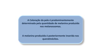 A Coloração da pele é predominantemente
determinada pela quantidade de melanina produzida
nos melanossomas.
A melanina produzida é posteriormente inserida nos
queratinócitos.
 