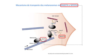 http://www.nature.com/ncb/journal/v4/n4/fig_tab/ncb0402-e77_F2.html
Mecanismo de transporte dos melanosomas via RAB27A e MYO5A
- - - - - - - - - - - - - - - - - - - - - - - - - - - - - - - - - - - - - - -
-
-
-
-
-
-
-
-
-
-
-
-
-
-
-
-
-
-
-
-
-
-
-
-
-
-
-
-
-
-
-
-
-
-
-
-
-
-
-
-
-
-
-
-
-
-
-
-
-
-
-
-
-
- - - -
 