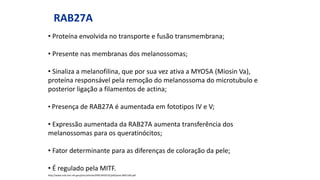 RAB27A
• Proteína envolvida no transporte e fusão transmembrana;
• Presente nas membranas dos melanossomas;
• Sinaliza a melanofilina, que por sua vez ativa a MYO5A (Miosin Va),
proteína responsável pela remoção do melanossoma do microtubulo e
posterior ligação a filamentos de actina;
• Presença de RAB27A é aumentada em fototipos IV e V;
• Expressão aumentada da RAB27A aumenta transferência dos
melanossomas para os queratinócitos;
• Fator determinante para as diferenças de coloração da pele;
• É regulado pela MITF.
http://www.ncbi.nlm.nih.gov/pmc/articles/PMC3402535/pdf/pone.0041160.pdf
 
