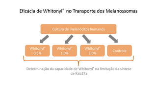 Eficácia de Whitonyl® no Transporte dos Melanossomas
Cultura de melanócitos humanos
Whitonyl®
0,5%
Whitonyl®
1,0%
Whitonyl®
2,0%
Controle
Determinação da capacidade de Whitonyl® na limitação da síntese
de Rab27a
 
