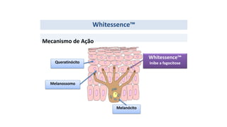 Mecanismo de Ação
Whitessence™
Queratinócito
Melanossomo
Melanócito
Whitessence™
Inibe a fagocitose
 