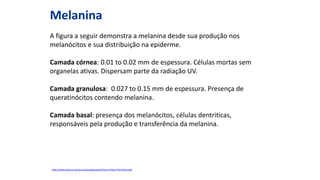 Melanina
A figura a seguir demonstra a melanina desde sua produção nos
melanócitos e sua distribuição na epiderme.
Camada córnea: 0.01 to 0.02 mm de espessura. Células mortas sem
organelas ativas. Dispersam parte da radiação UV.
Camada granulosa: 0.027 to 0.15 mm de espessura. Presença de
queratinócitos contendo melanina.
Camada basal: presença dos melanócitos, células dentriticas,
responsáveis pela produção e transferência da melanina.
http://www.physics.uq.edu.au/people/powell/Jenny-Riesz-Phd-thesis.pdf
 
