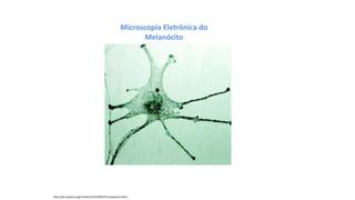 http://jcb.rupress.org/content/152/4/843/F2.expansion.html
Microscopia Eletrônica do
Melanócito
 