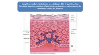 http://www.physics.uq.edu.au/people/powell/Jenny-Riesz-Phd-thesis.pdf
Na epiderme cada melanócito está conectado com 30 a 40 queratinócitos.
Através de fagocitose, exocitose e fusão entre membranas os melanossomas são
transferidos através dos dentritos.
http://www.ncbi.nlm.nih.gov/pmc/articles/PMC3699939/#!po=3.57143
 