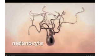 Disponível em: http://www.youtube.com/watch?v=aiARvdeXdKM
Vídeo da formação e distribuição da melanina
 