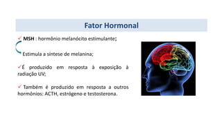  MSH : hormônio melanócito estimulante;
Estimula a síntese de melanina;
É produzido em resposta à exposição à
radiação UV;
 Também é produzido em resposta a outros
hormônios: ACTH, estrógeno e testosterona.
Fator Hormonal
 