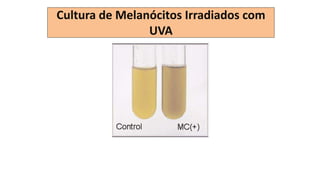 Cultura de Melanócitos Irradiados com
UVA
 