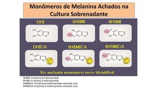 5H6MI; 5-hydroxy-6-methoxyindole
6H5MI; 6-hydroxy-5-methoxyindole
5H6MICA; 5-hydroxy-6-methoxyindole carboxylic acid
6H5MICA; 6-hydroxy-5-methoxyindole carboxylic acid
Monômeros de Melanina Achados na
Cultura Sobrenadante
 