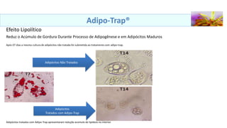Adipo-Trap®
Efeito Lipolítico
Reduz o Acúmulo de Gordura Durante Processo de Adipogênese e em Adipócitos Maduros
Após 07 dias a mesma cultura de adipócitos não tratada foi submetida ao tratamento com adipo-trap.
Adipócitos Não Tratados
Adipócitos
Tratados com Adipo-Trap
Adipócitos tratados com Adipo-Trap apresentaram redução acúmulo de lipídeos no interior.
 