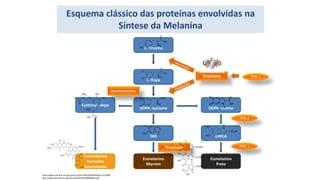 Esquema clássico das proteínas envolvidas na
Síntese da Melanina
L- Tirosina
L- Dopa
DOPA -quinone
DHI
Eumelanina
Marrom
DOPA -chome
Cysteinyl -dopa
Feomelanina
Vermelha
amarelarada
DHICA
Eumelanina
Preta
Tirosinase
TPR-1
TPR-2
TPR-1
http://www.ncbi.nlm.nih.gov/pmc/articles/PMC3699939/#!po=25.0000
http://www.dermatol.or.jp/Journal/JD/full/030090665e.pdf
Glutatione/cistine
Tirosinase
 