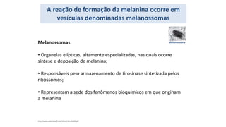 A reação de formação da melanina ocorre em
vesículas denominadas melanossomas
Melanossoma
Melanossomas
• Organelas elípticas, altamente especializadas, nas quais ocorre
síntese e deposição de melanina;
• Responsáveis pelo armazenamento de tirosinase sintetizada pelos
ribossomos;
• Representam a sede dos fenômenos bioquímicos em que originam
a melanina
http://www.scielo.br/pdf/abd/v84n6/v84n06a08.pdf
 