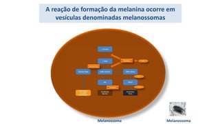 A reação de formação da melanina ocorre em
vesículas denominadas melanossomas
Melanossoma Melanossoma
 