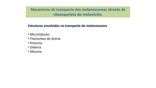 Mecanismo de transporte dos melanossomas através de
citoesqueleto do melanócito.
Estruturas envolvidas no transporte do melanossoma
• Microtúbulos
• Filamentos de Actina
• Kinesina
• Dideína
• Miosina
 